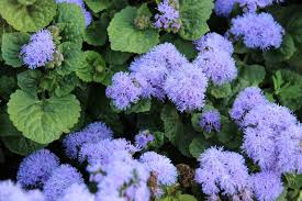 Image result for Ageratum houstonianum