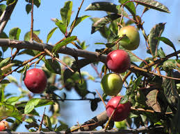 Attēlu rezultāti vaicājumam “Prunus cerasifera fruit”