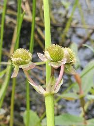 Attēlu rezultāti vaicājumam “Sagittaria sagittifolia fruit”