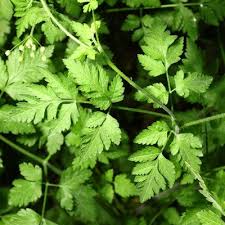 Attēlu rezultāti vaicājumam “Chaerophyllum aromaticum”