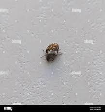 Attēlu rezultāti vaicājumam “Anthrenus sp. imago”