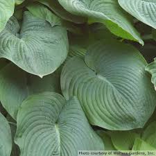 Image result for Hosta sieboldiana 'Elegans'