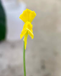 Attēlu rezultāti vaicājumam “Utricularia intermedia flower”