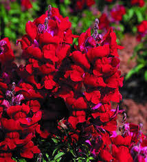 Image result for Antirrhinum majus maximum