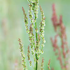 Attēlu rezultāti vaicājumam “Rumex acetosa flower”