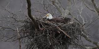 Attēlu rezultāti vaicājumam “nest”
