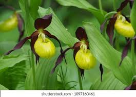 Attēlu rezultāti vaicājumam “Cypripedium calceolus leaf”
