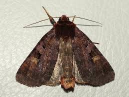 Attēlu rezultāti vaicājumam “Diarsia brunnea”