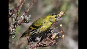 Attēlu rezultāti vaicājumam “Carduelis spinus”