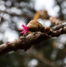 Attēlu rezultāti vaicājumam “Corylus avellana female flower”