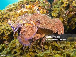 Image result for Scyllarides latus