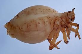 Attēlu rezultāti vaicājumam “Tetraneura ulmi”