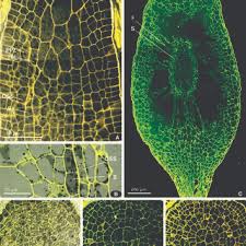 Attēlu rezultāti vaicājumam “Atrichum undulatum sporophyte”