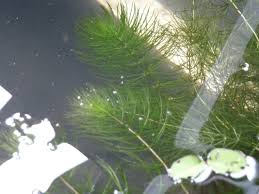 「金魚藻」的圖片搜尋結果