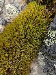 Attēlu rezultāti vaicājumam “Bryoerythrophyllum recurvirostrum sporophyte”
