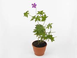 Attēlu rezultāti vaicājumam “Geranium palustre flower”