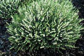 Attēlu rezultāti vaicājumam “Erica x darleyensis”