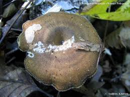 Attēlu rezultāti vaicājumam “Polyporus brumalis”