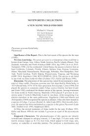 Attēlu rezultāti vaicājumam “Fuligo gyrosa spores”