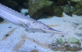 Image result for Scaphirhynchus platorynchus