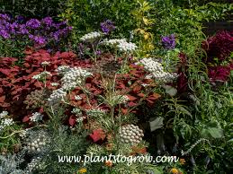 Attēlu rezultāti vaicājumam “Enteridium corticatum sessile”