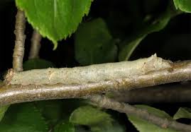 Attēlu rezultāti vaicājumam “Allophyes oxyacanthae”