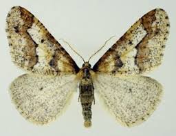 Attēlu rezultāti vaicājumam “Erannis defoliaria imago”