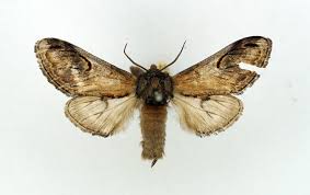 Attēlu rezultāti vaicājumam “Notodonta ziczac”