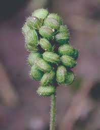 Attēlu rezultāti vaicājumam “Medicago lupulina fruit”