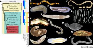 Attēlu rezultāti vaicājumam “Plathelminthes”