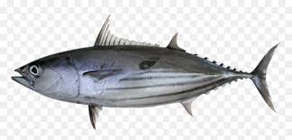 Image result for Katsuwonus pelamis