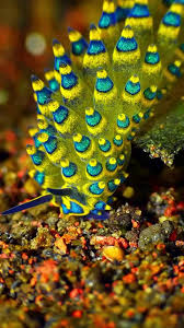 Attēlu rezultāti vaicājumam “Cephaloziella elachista”