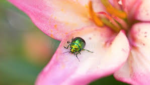 Attēlu rezultāti vaicājumam “Linaeidea aenea”