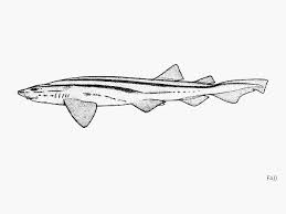 Image result for Poroderma africanum