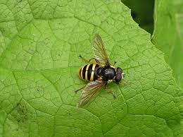 Attēlu rezultāti vaicājumam “Sericomyia silentis”