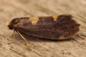 Attēlu rezultāti vaicājumam “Incurvaria oehlmanniella”