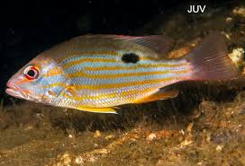 Image result for Lutjanus synagris