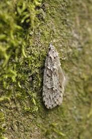 Attēlu rezultāti vaicājumam “Diurnea fagella”