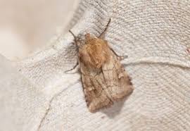 Attēlu rezultāti vaicājumam “Eriopygodes imbecilla”