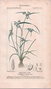 Attēlu rezultāti vaicājumam “Cyperus fuscus fruit”