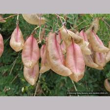 Image result for Colutea x media (arborescens x orientalis)