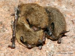 Attēlu rezultāti vaicājumam “Myotis brandtii”
