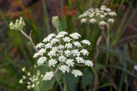 Attēlu rezultāti vaicājumam “Laserpitium latifolium flower”