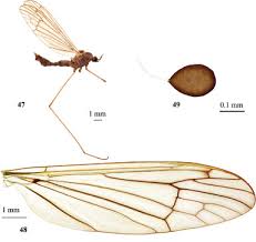 Attēlu rezultāti vaicājumam “Limoniidae”