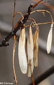 Attēlu rezultāti vaicājumam “Fraxinus pennsylvanica male flower”
