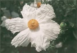 Image result for Romneya coulteri