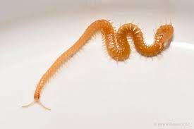 Attēlu rezultāti vaicājumam “Geophilidae”