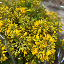 Attēlu rezultāti vaicājumam “Lysimachia”