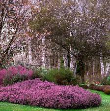 Attēlu rezultāti vaicājumam “Erica x darleyensis flower”
