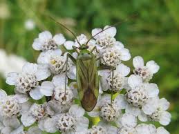 Attēlu rezultāti vaicājumam “Adelphocoris quadripunctatus”